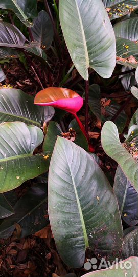 Филодендрон Erubescense