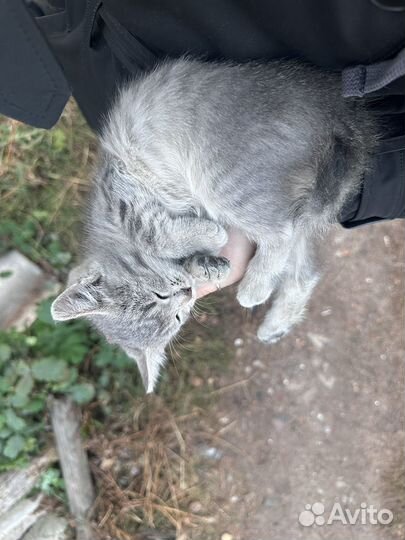 Котенок в добрые руки