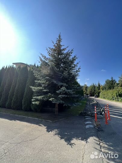 Ель голубая крупномер