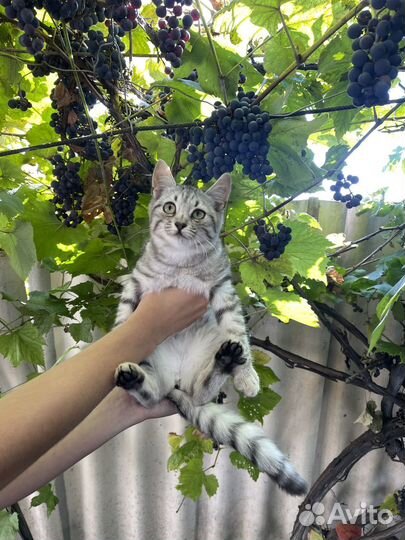 Молодая кошка Лана
