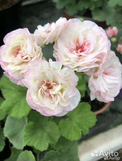 Элитные сорта пеларгонии