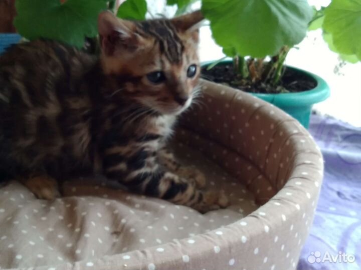 Бенгальские котята