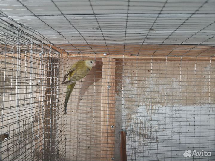 Певчие попугаи