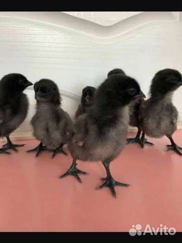 Цыплята ухейилюй