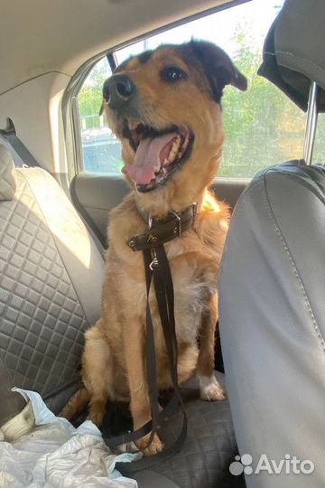 Отдаю пёсика Лаврика в дар