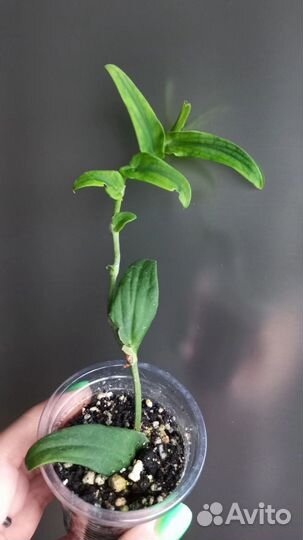 Рафидофора Tenius Green