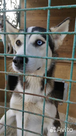 Хаски в добрые руки