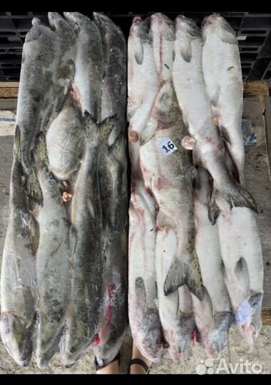 Горбуша икряная неразделаная гост 1кг