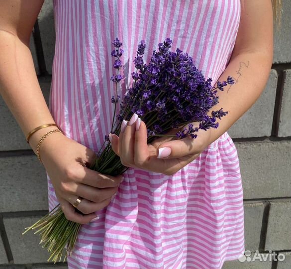 Лаванда цветы