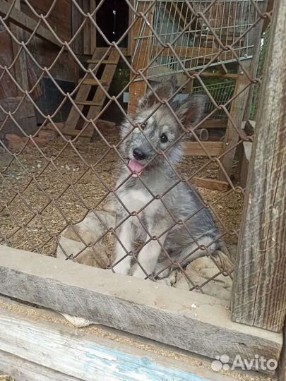 Отдам в добрые руки