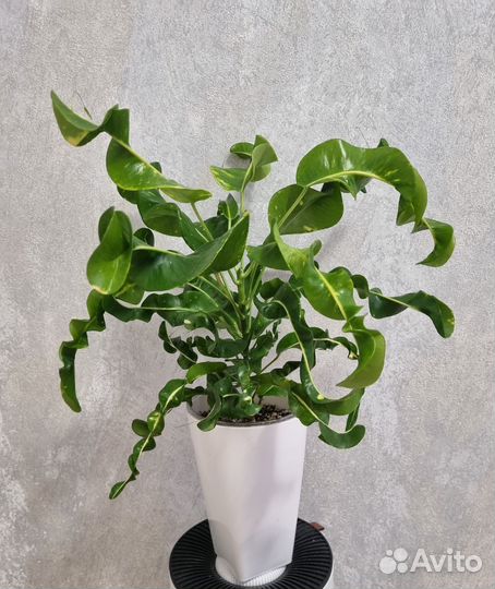 Кодиум кротон Ai Ya Rate