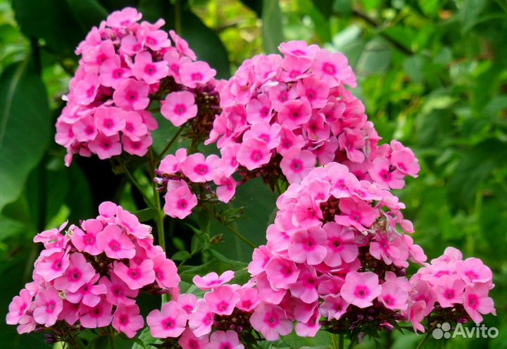 Флоксы 9 сортов