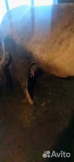 Корова дойная