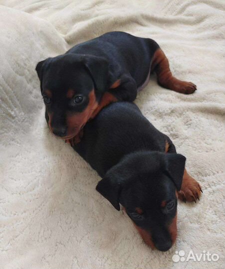 Щенок цвергпинчера, карликовый доберман,минпин