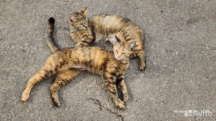 Кошечки в добрые руки