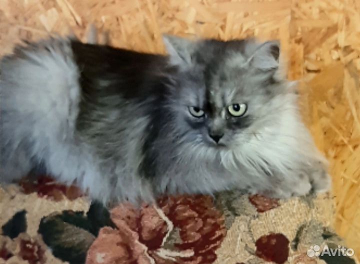 Кошечка в добрые руки