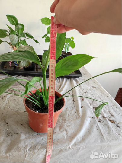 Спатифиллум