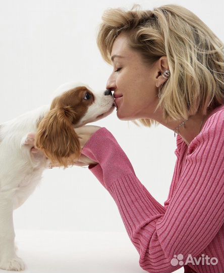 Собака для фотосессии