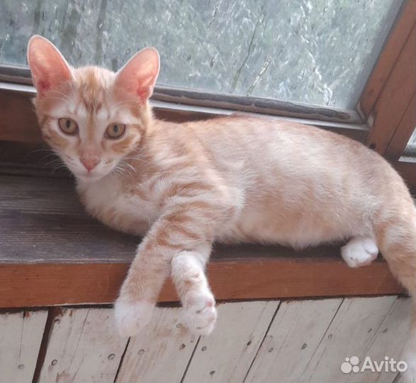 Котенок девочка 5 мес