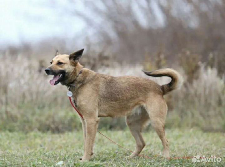 Послушная охранница в добрые руки