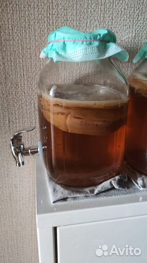 Чайный гриб + Лимонадница