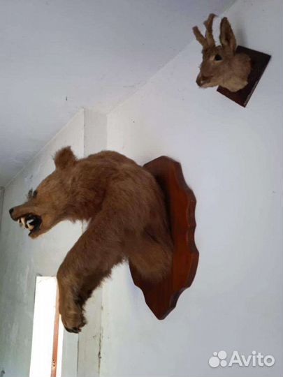 Чучела животных