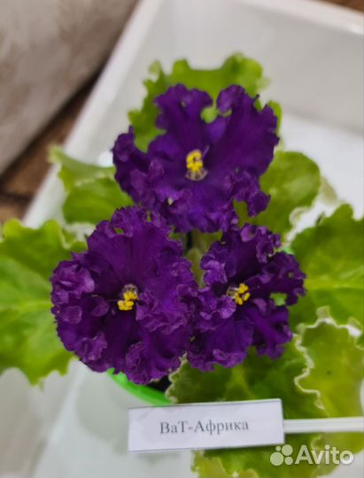 Фиалка в горшках