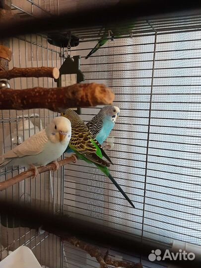 Продаётся белоголубой волнистый попугай, девочка