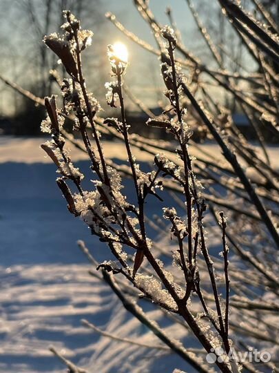 Шиповник белый саженец