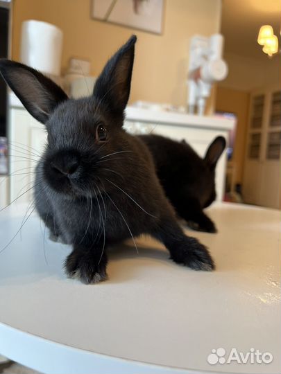 Карликовый кролик минор