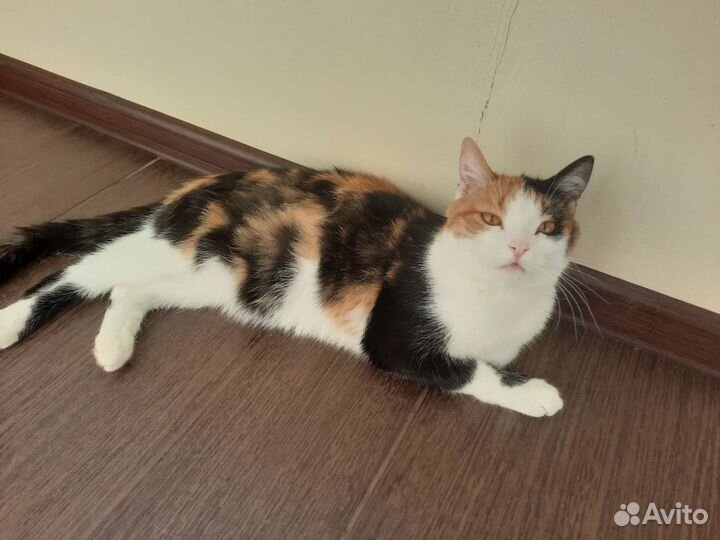 Кошечка в добрые руки