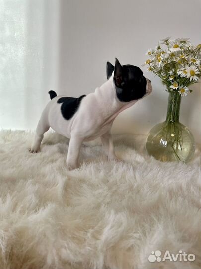 Щенок французского бульдога (девочка)