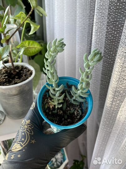 Очиток Моргана