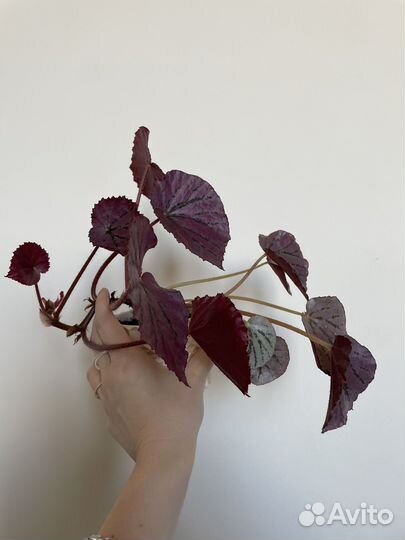 Бегония Martin’s Mystery