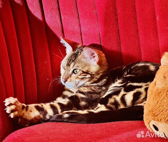 Бенгальская кошка, мраморный окрас