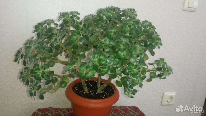 Аихризон дерево любви и счастья