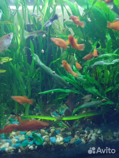 Аквариумные рыбки меченосцы