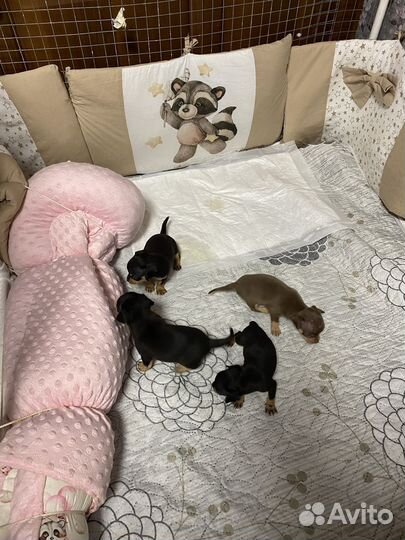 Щенки русский той-терьер