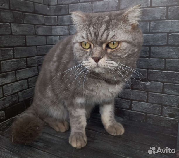 Британский кот