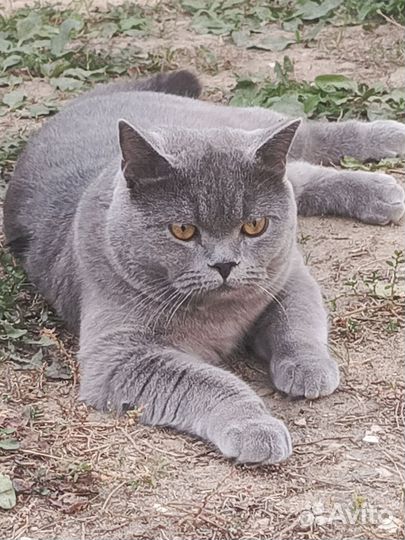 Британский кот