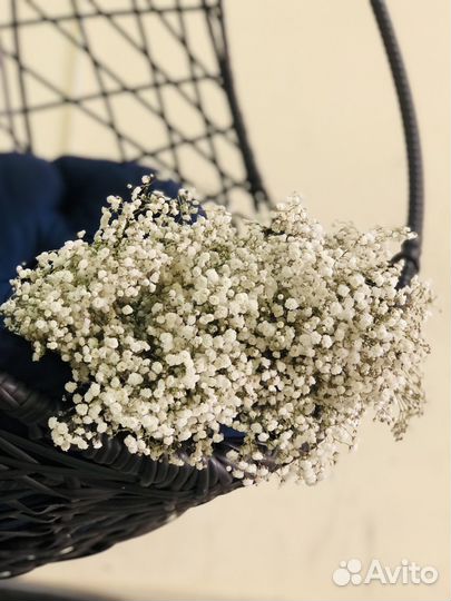 Альстромерия оптом