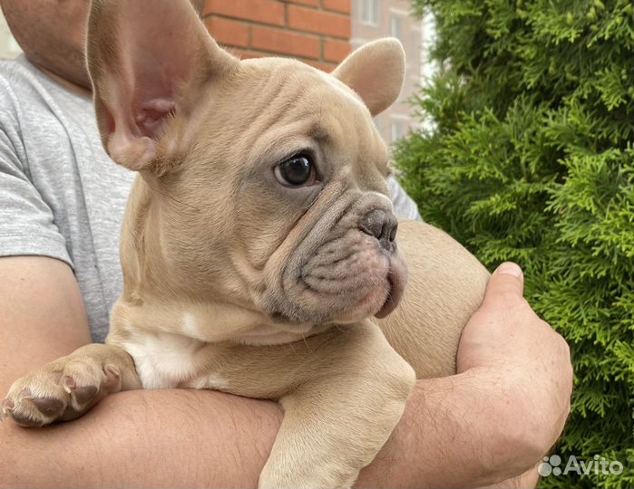 Французский бульдог щенок мальчик 3 месяца
