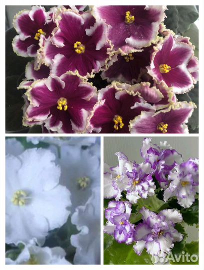 Детки фиалок наборами