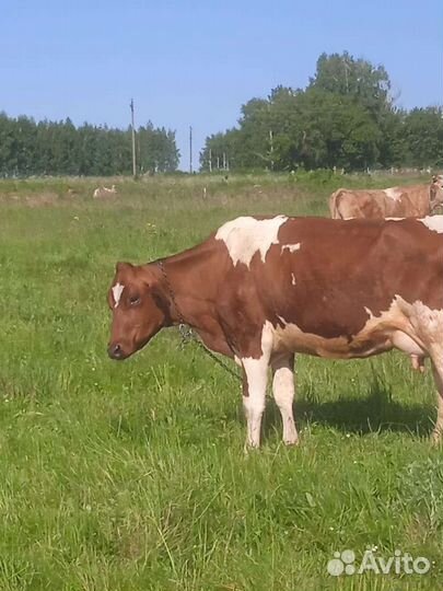 Корова стельная, молочная, 2 отёла