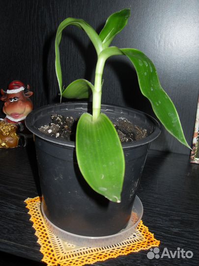 Колеусы сортовые,золотой ус,перец,гибискус кленоли