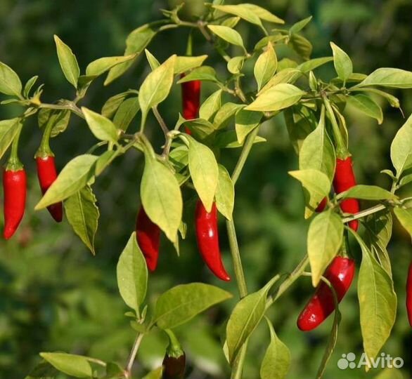 Комнатный перчик