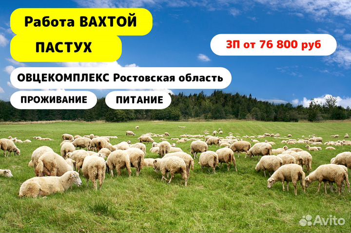 Вахта в Ростовской обл / Пастух / Овцекомплекс