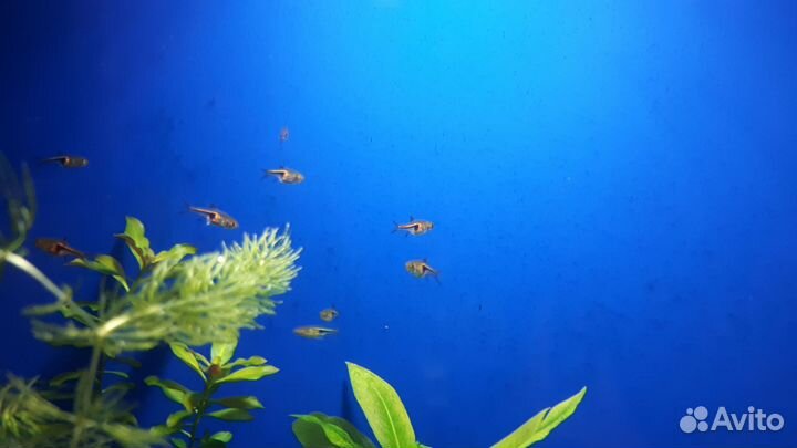 Рыбки Расбора Эспей