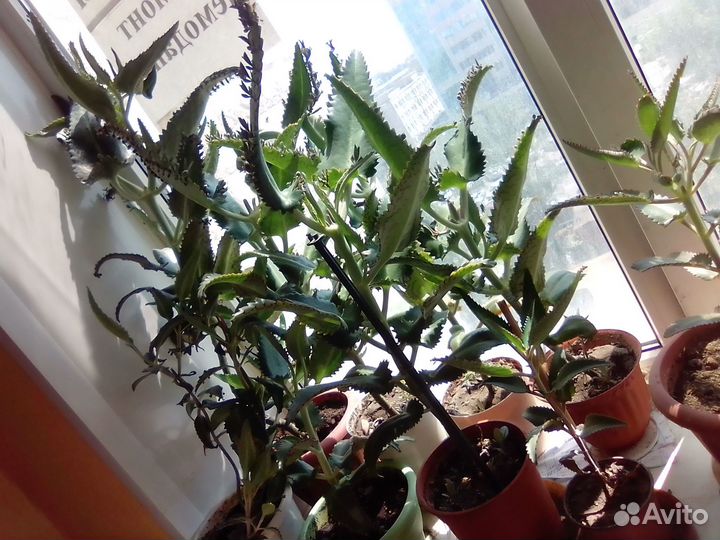 Каланхоэ дегремона, лечебное