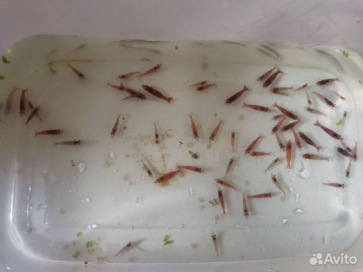 Аквариумные креветки